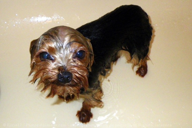 Photo de Yorkshire terrier