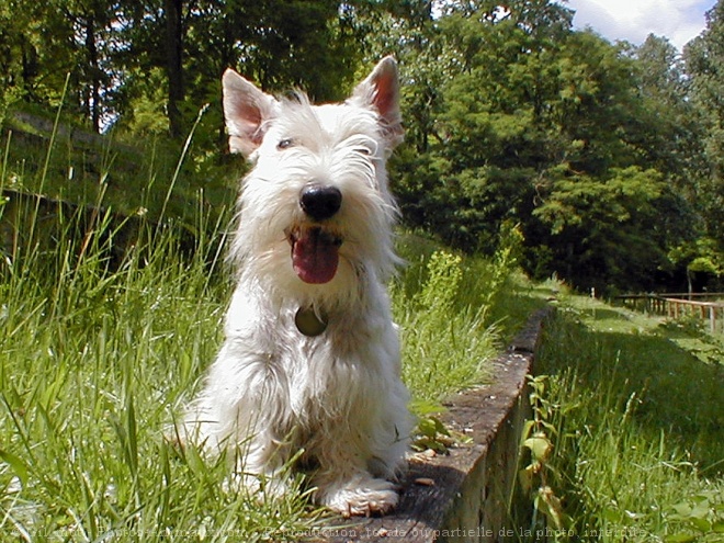 Photo de Scottish terrier