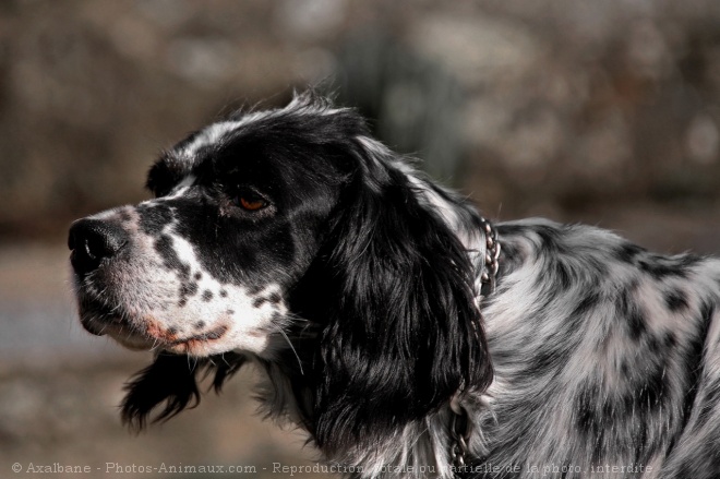 Photo de Setter anglais