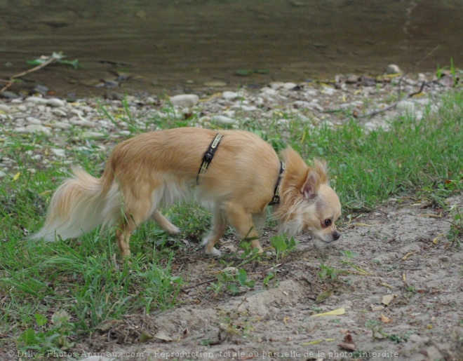 Photo de Chihuahua  poil long