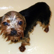 Photo de Yorkshire terrier