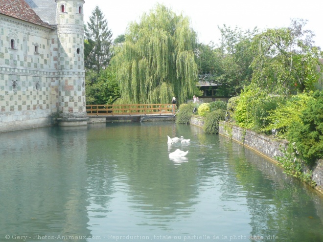 Photo de Cygne