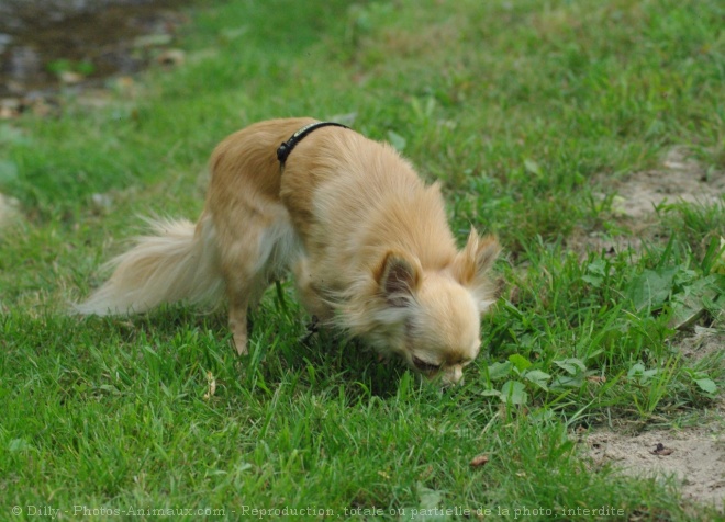 Photo de Chihuahua  poil long