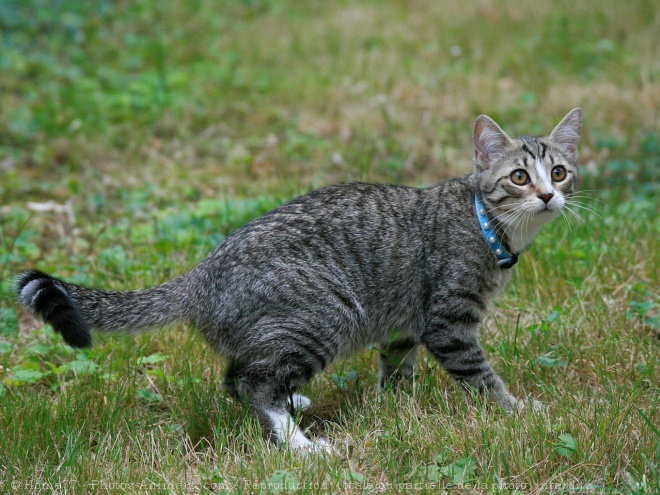 Photo de Chat domestique