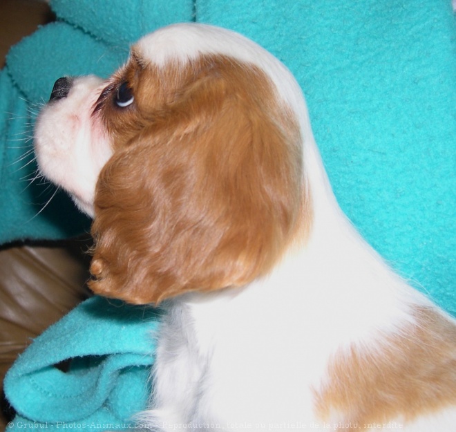 Photo de Cavalier king charles spaniel