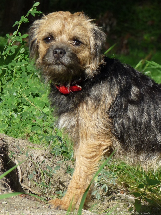 Photo de Border terrier