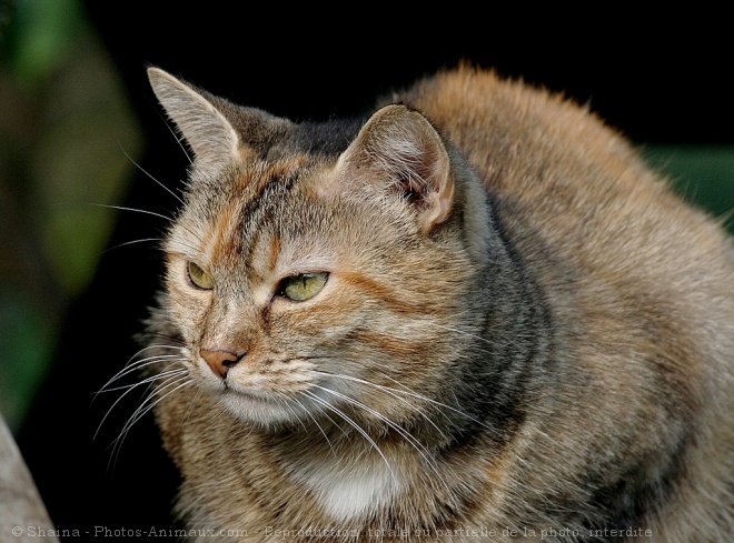 Photo de Chat domestique