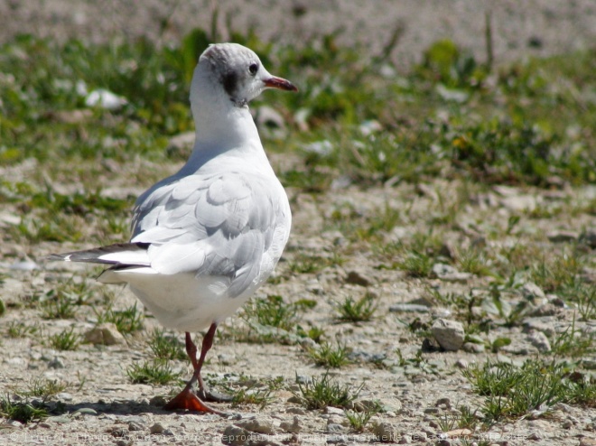 Photo de Mouette