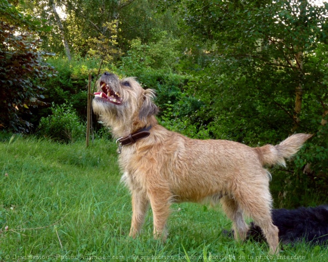 Photo de Border terrier