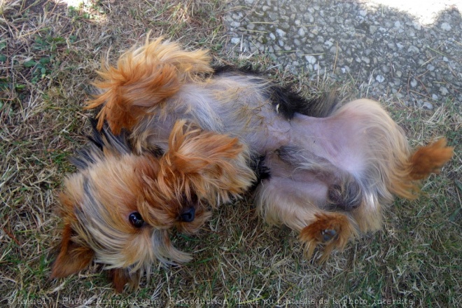 Photo de Yorkshire terrier