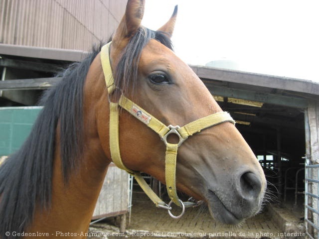 Photo de Trotteur franais