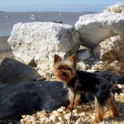 Photo de Yorkshire terrier