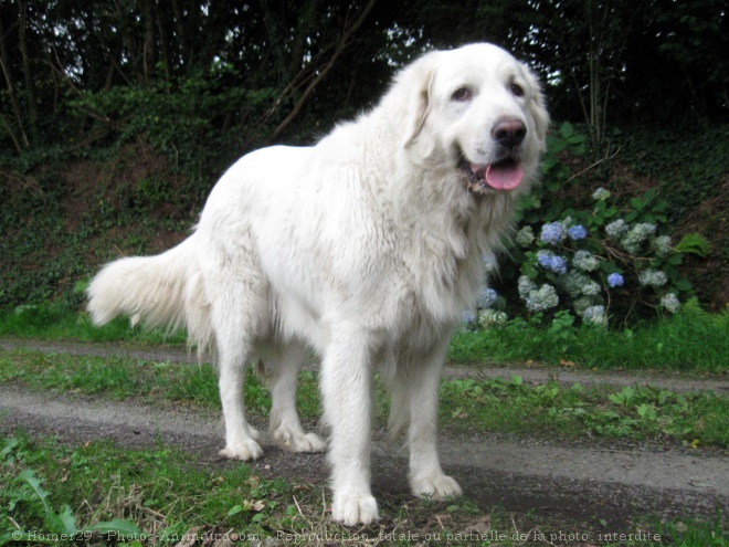 Photo de Chien de montagne des pyrnes