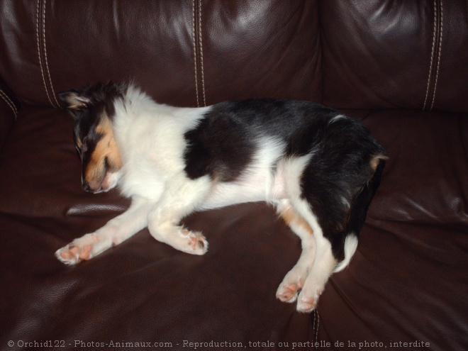 Photo de Chien de berger des shetland