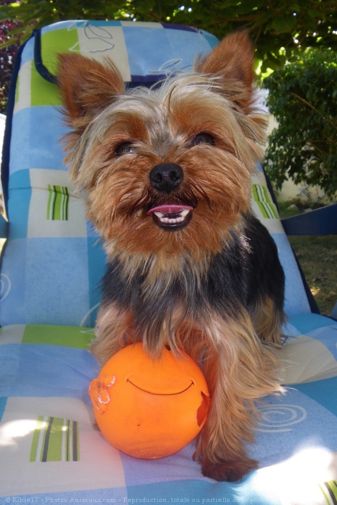 Photo de Yorkshire terrier