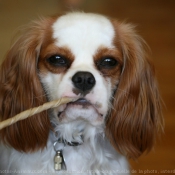 Photo de Cavalier king charles spaniel