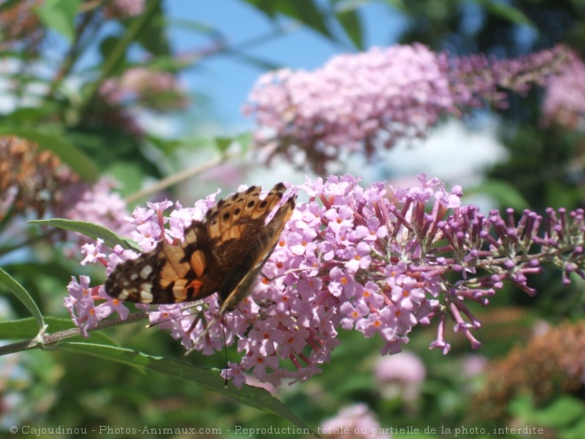 Photo de Papillon