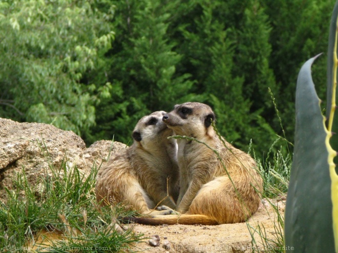 Photo de Suricate