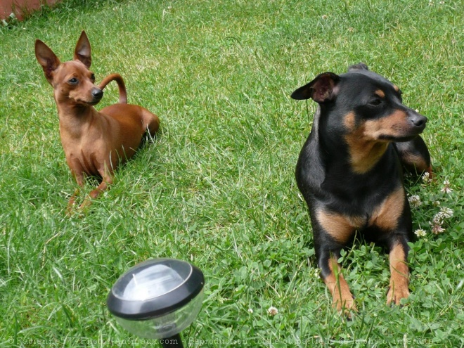 Photo de Pinscher allemand