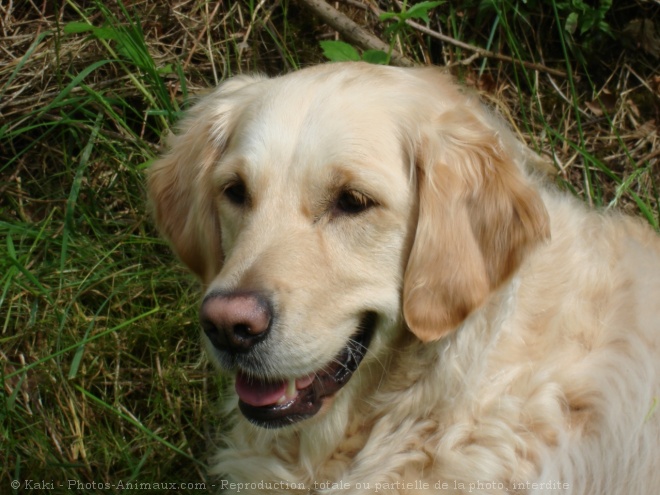 Photo de Golden retriever