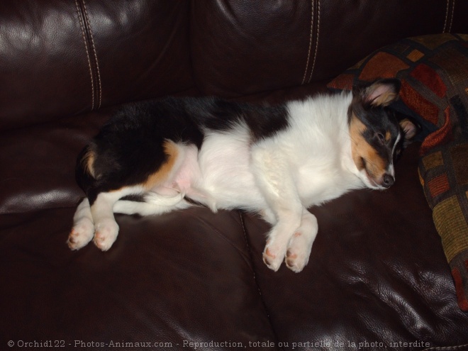 Photo de Chien de berger des shetland