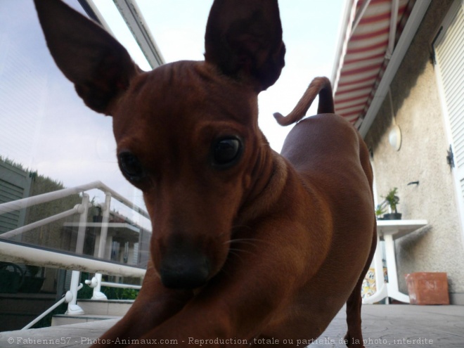 Photo de Pinscher nain