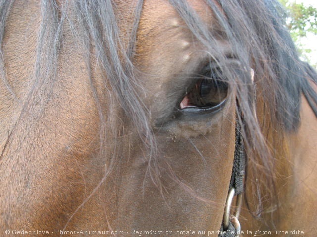 Photo de Trotteur franais