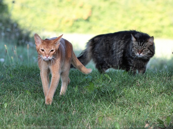 Photo de Races diffrentes