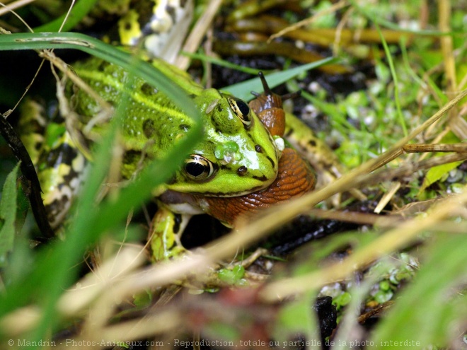 Photo de Grenouille - rainette