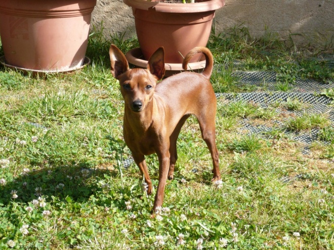 Photo de Pinscher nain