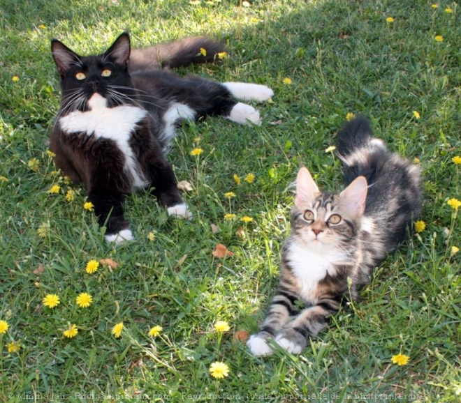 Photo de Maine coon