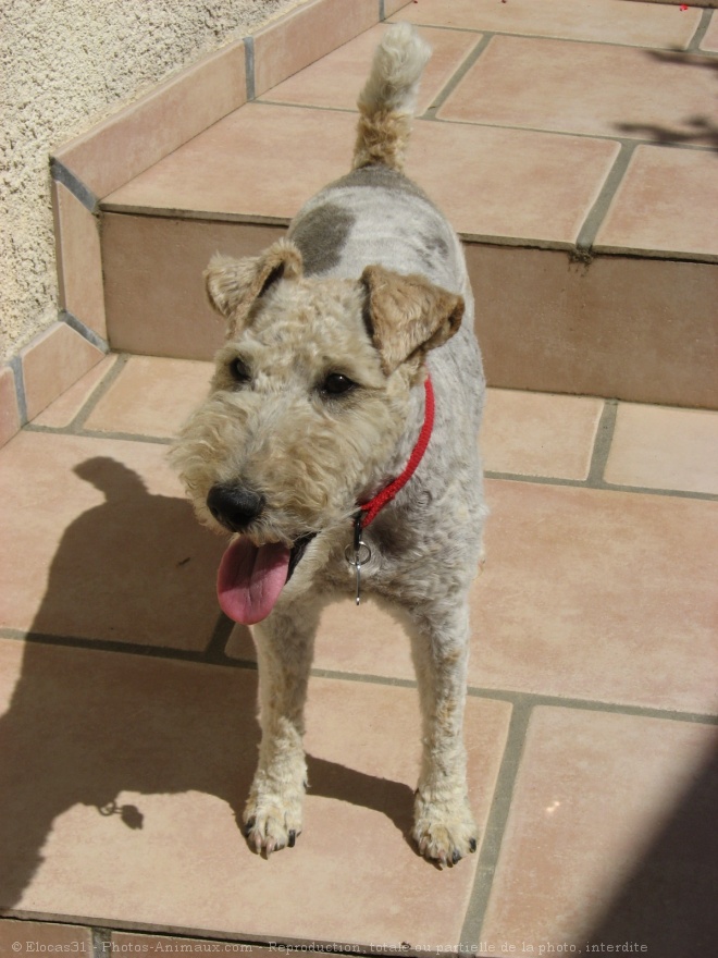 Photo de Fox terrier  poil dur