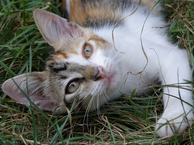 Photo de Chat domestique