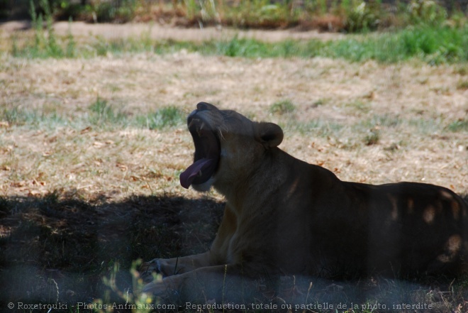 Photo de Lion