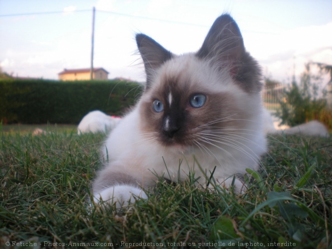 Photo de Ragdoll