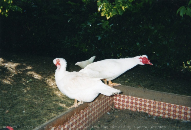 Photo de Canard de barbarie