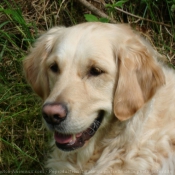 Photo de Golden retriever