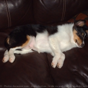 Photo de Chien de berger des shetland