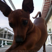 Photo de Pinscher nain