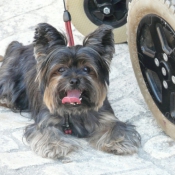 Photo de Yorkshire terrier