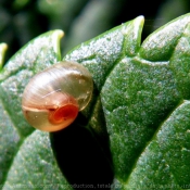 Photo d'Escargot