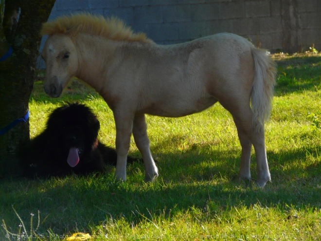 Photo de Chien de terre-neuve