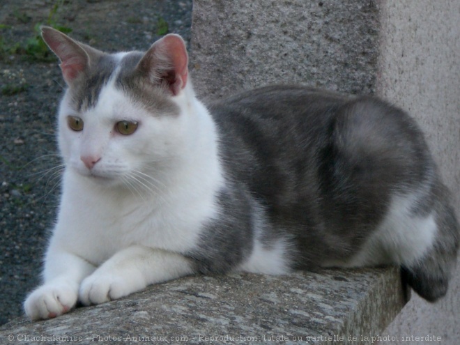 Photo de Chat domestique