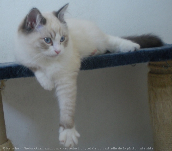 Photo de Ragdoll