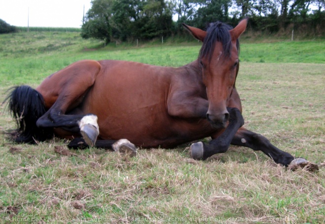 Photo de Trotteur franais