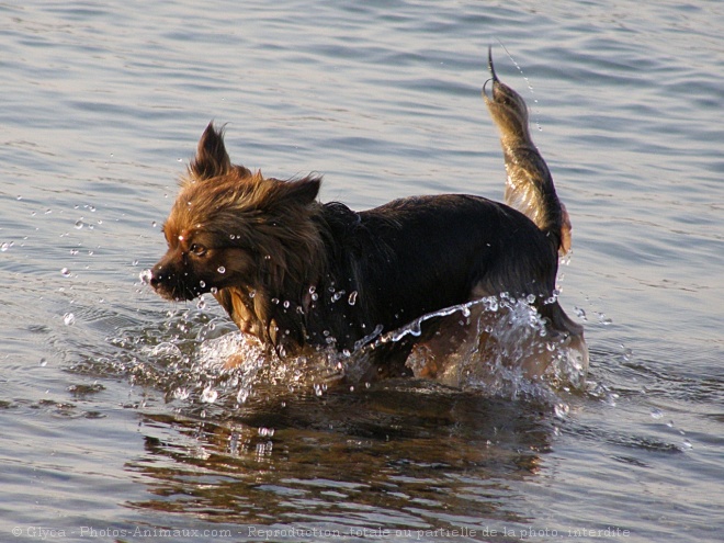 Photo de Chihuahua  poil court