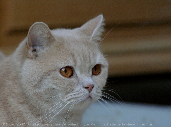 Photo de British shorthair