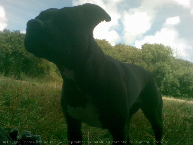 Photo d'American staffordshire terrier