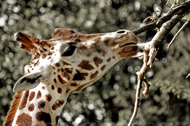 Photo de Girafe