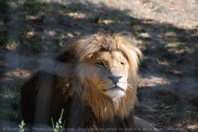 Photo de Lion